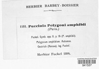 Puccinia polygoni-amphibii image